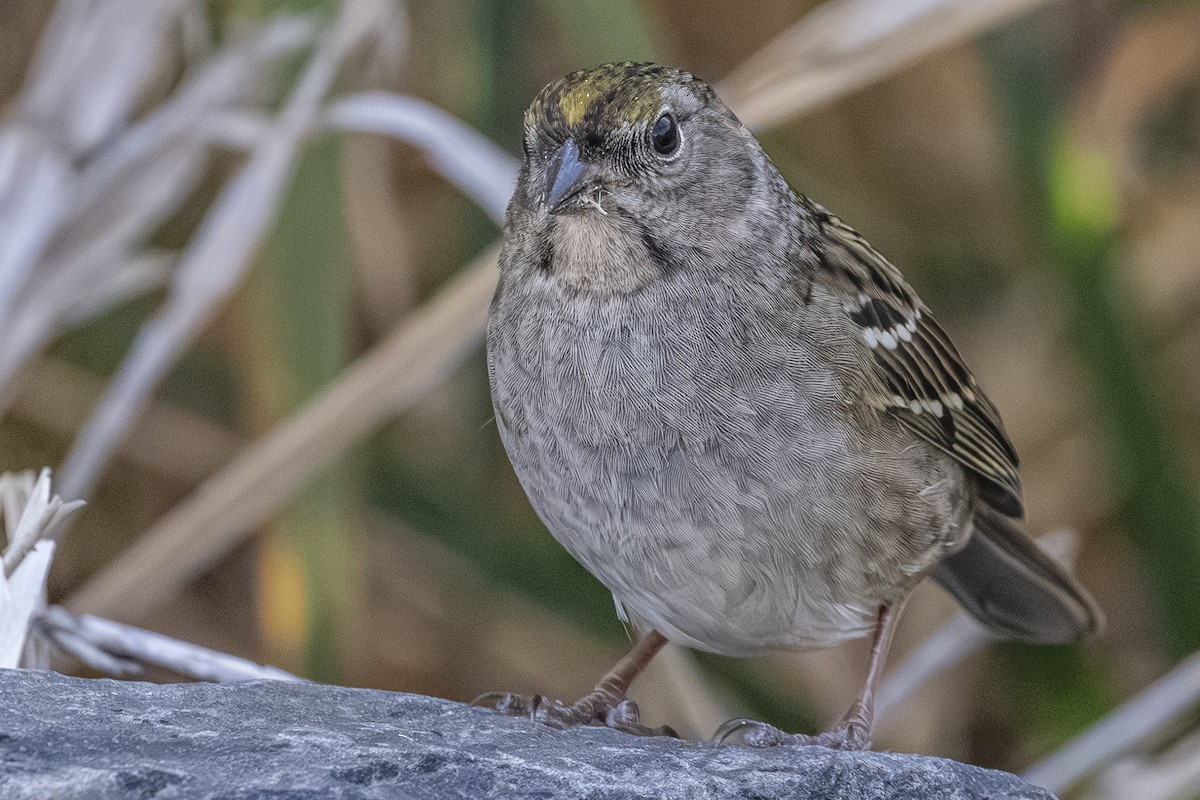 Golden-crowned Sparrow - ML642649392