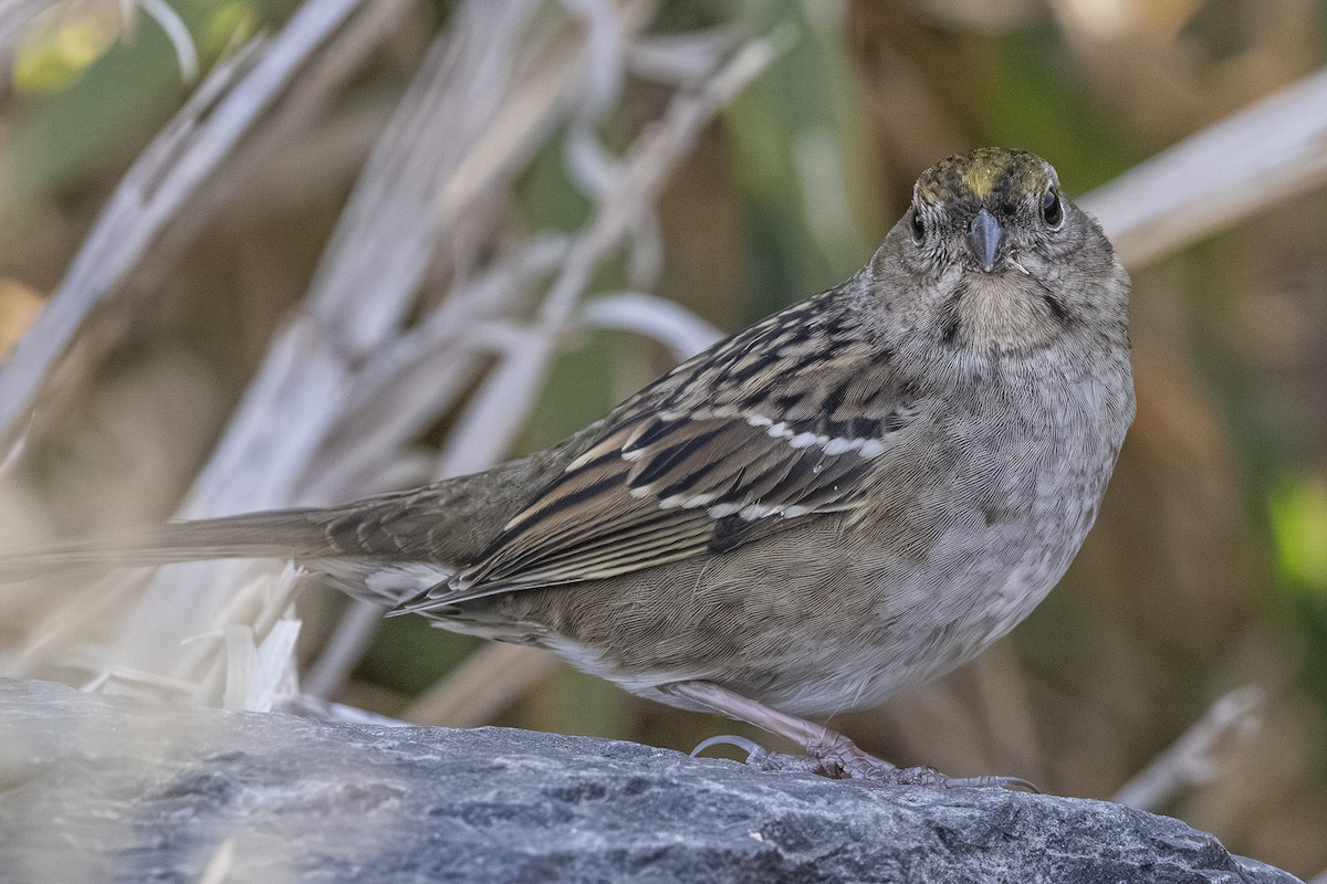 Golden-crowned Sparrow - ML642649393