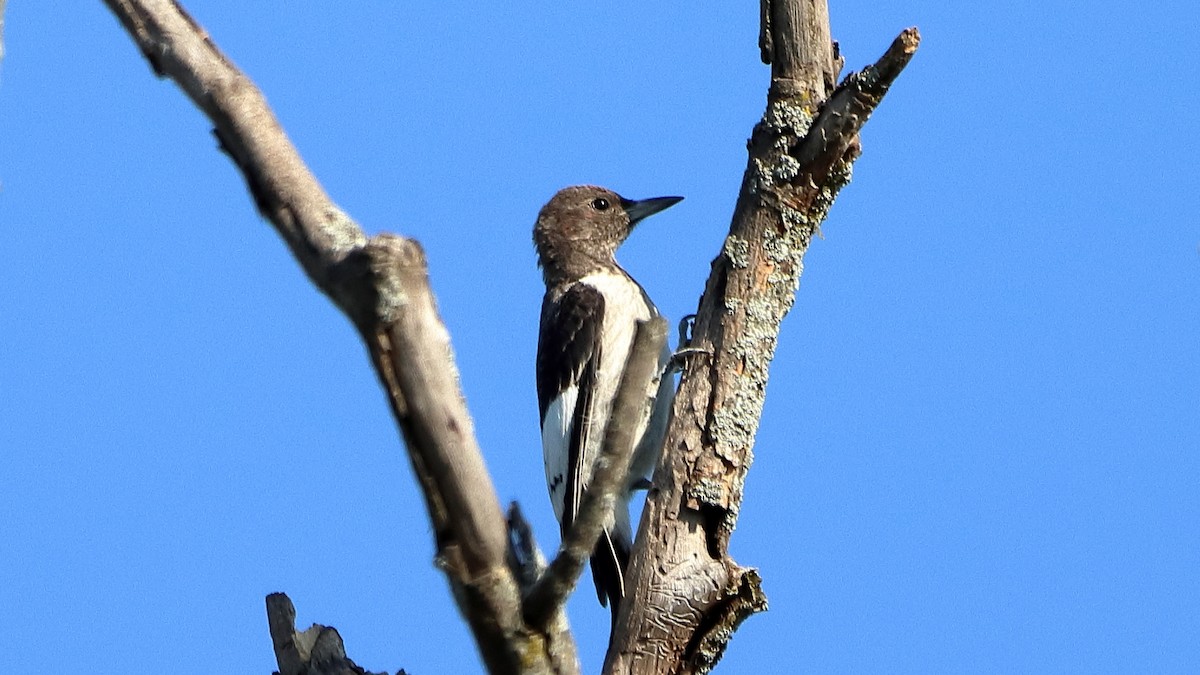 Red-headed Woodpecker - ML642649394