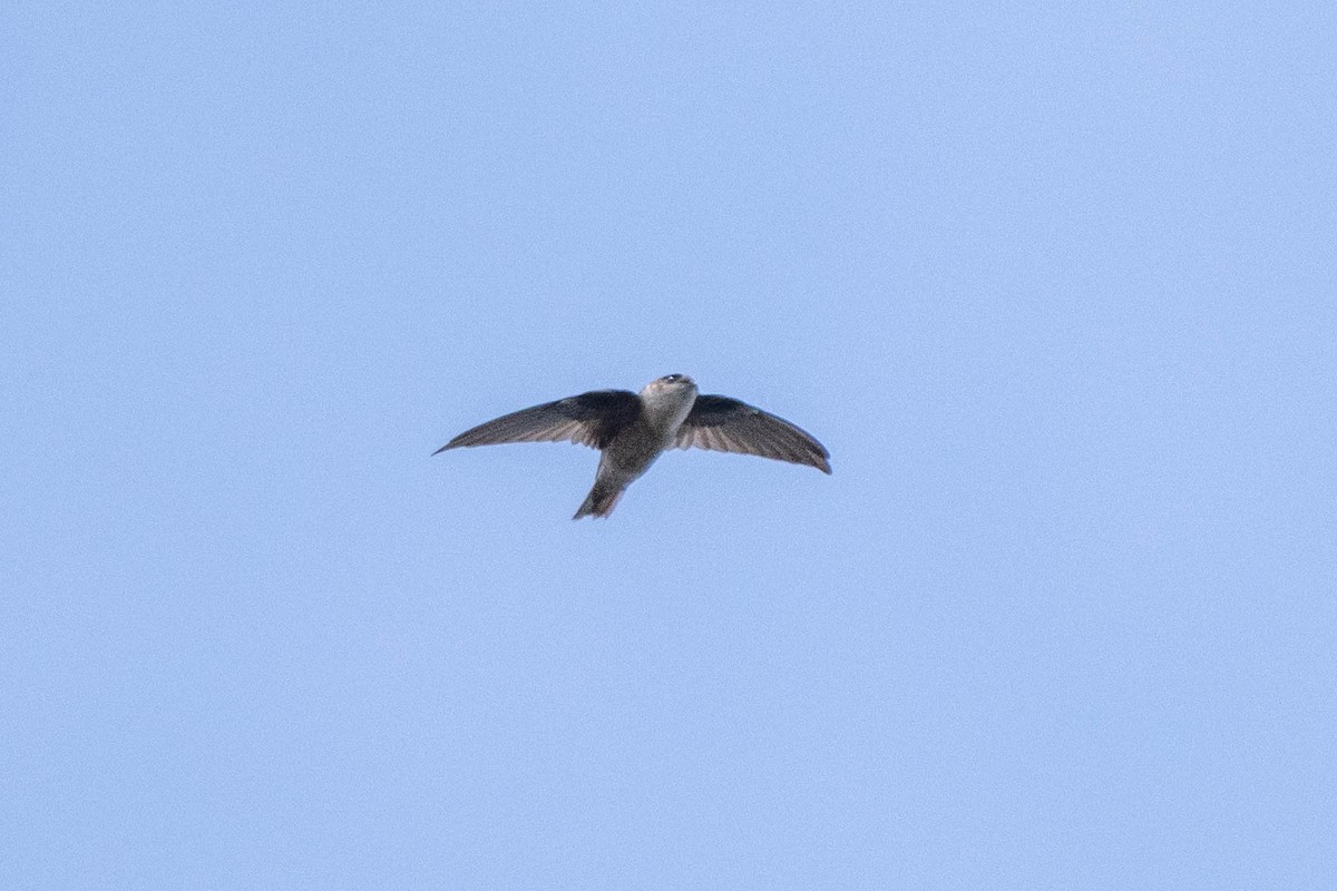 Philippine Swiftlet - ML642649397