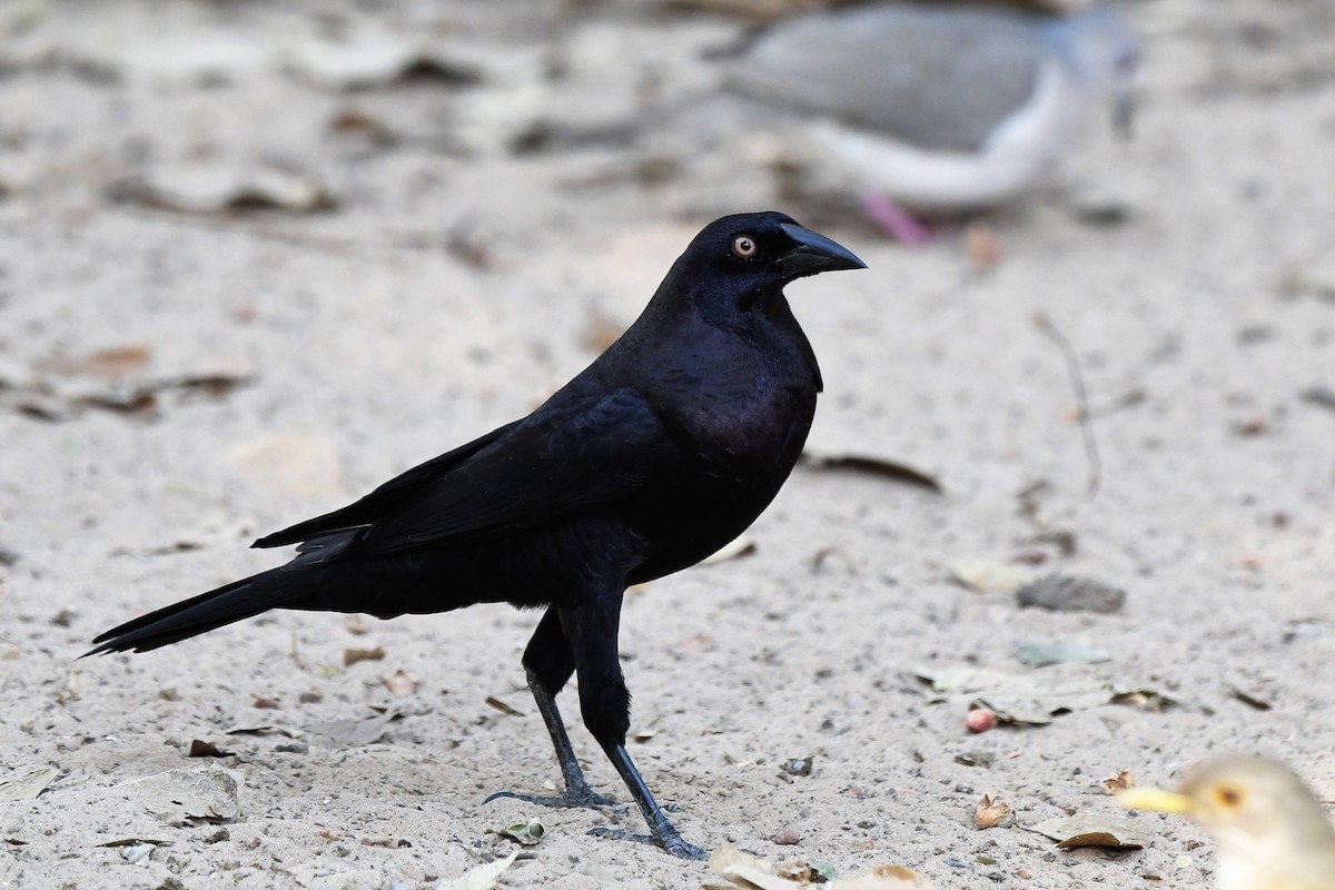 Giant Cowbird - ML642649410