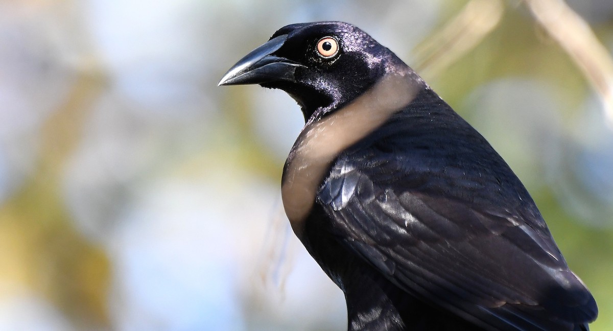 Giant Cowbird - ML642649411