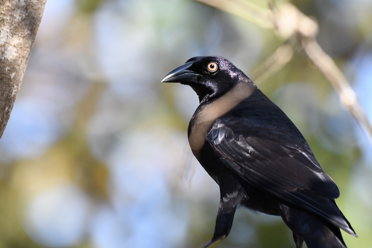 Giant Cowbird - ML642649412