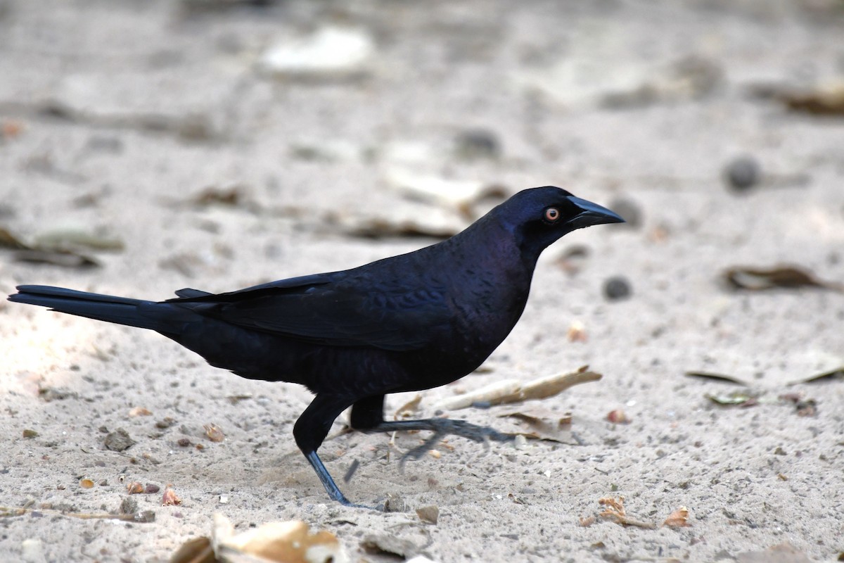Giant Cowbird - ML642649413