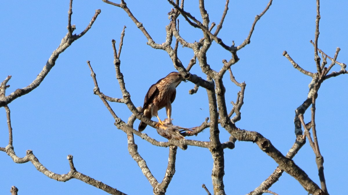 Merlin - ML642649425