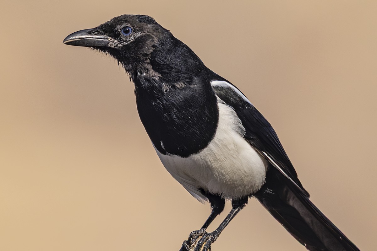 Black-billed Magpie - ML642649430