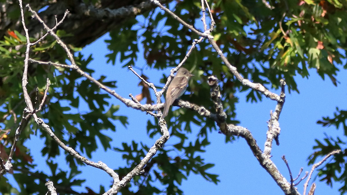 Eastern Wood-Pewee - ML642649431