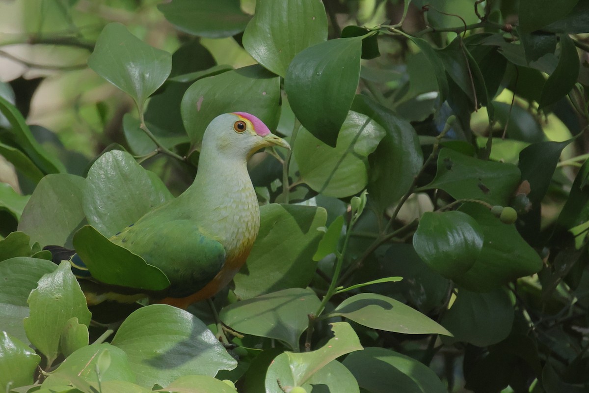 Rose-crowned Fruit-Dove - ML642649432