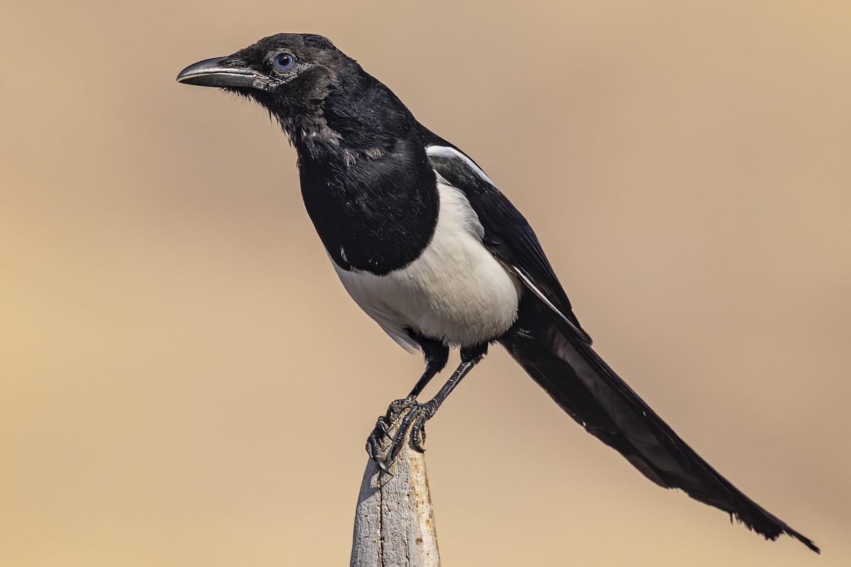 Black-billed Magpie - ML642649433