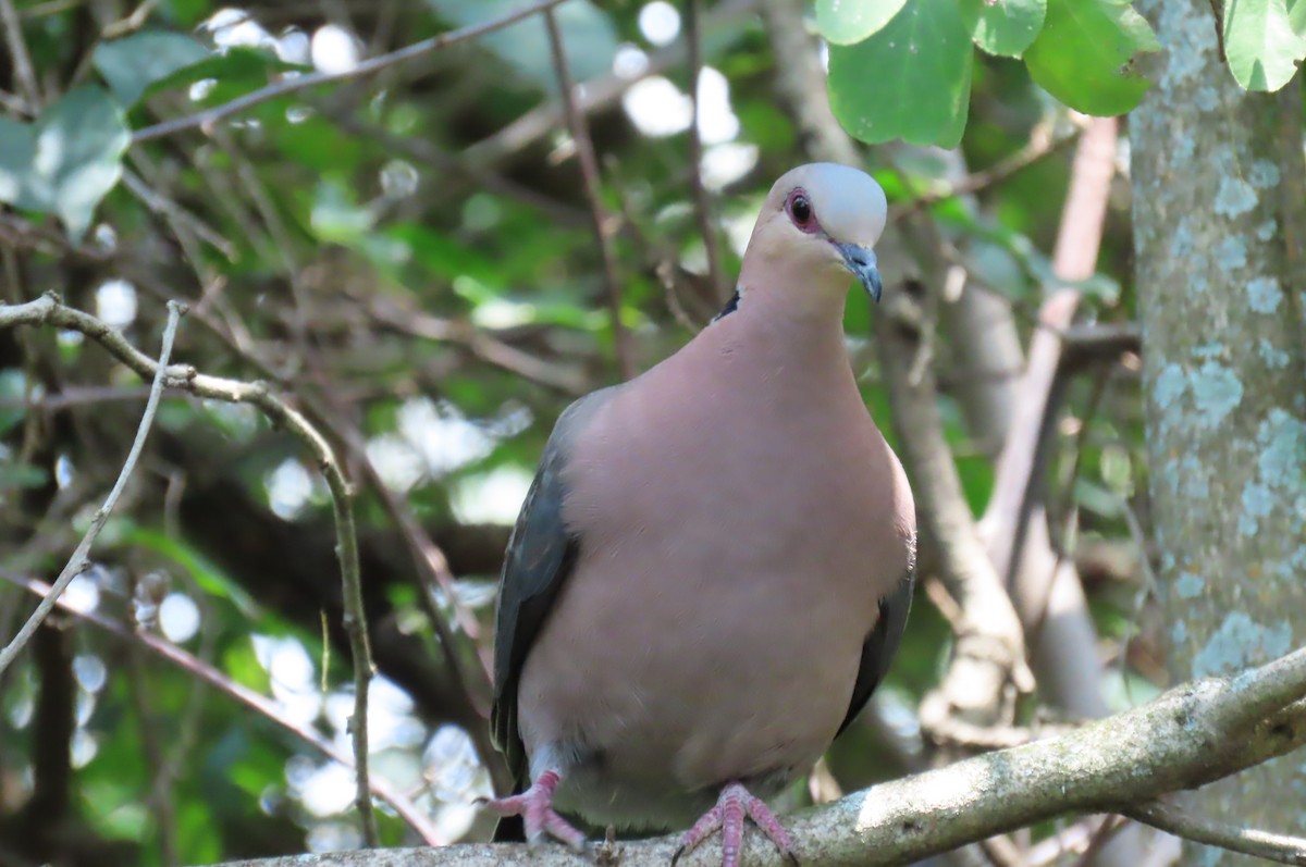 Red-eyed Dove - ML642649435