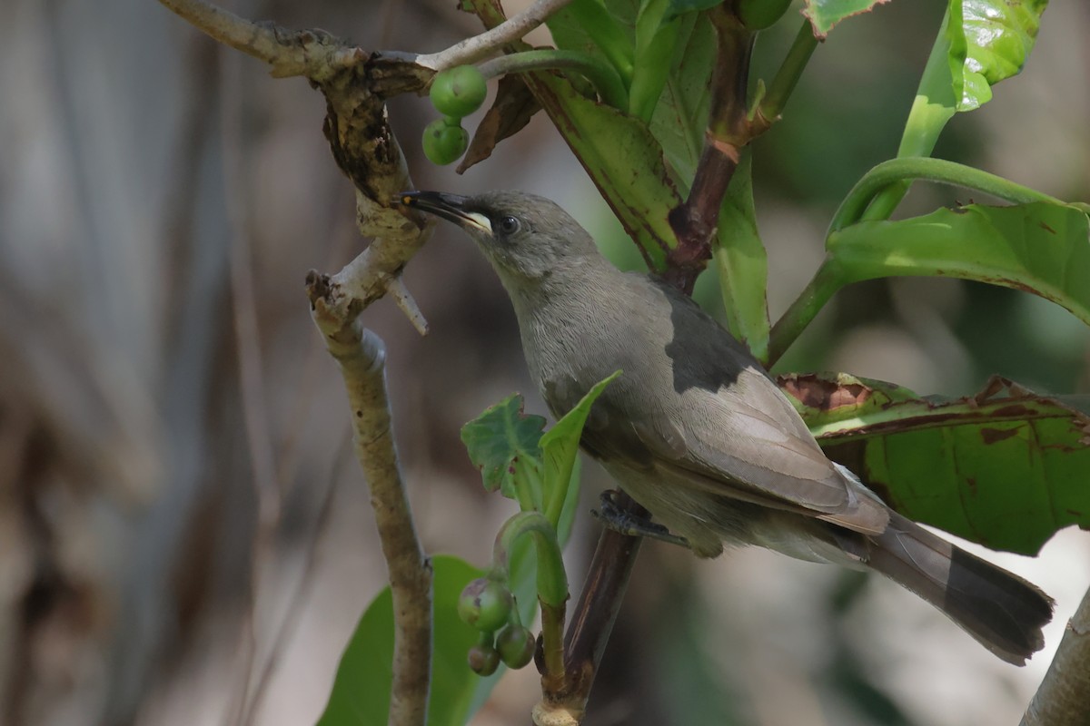 White-gaped Honeyeater - ML642649437