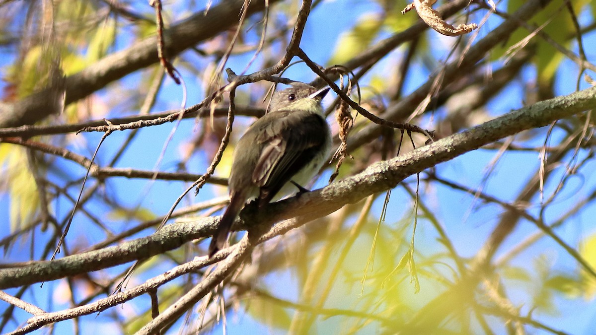 Eastern Phoebe - ML642649438