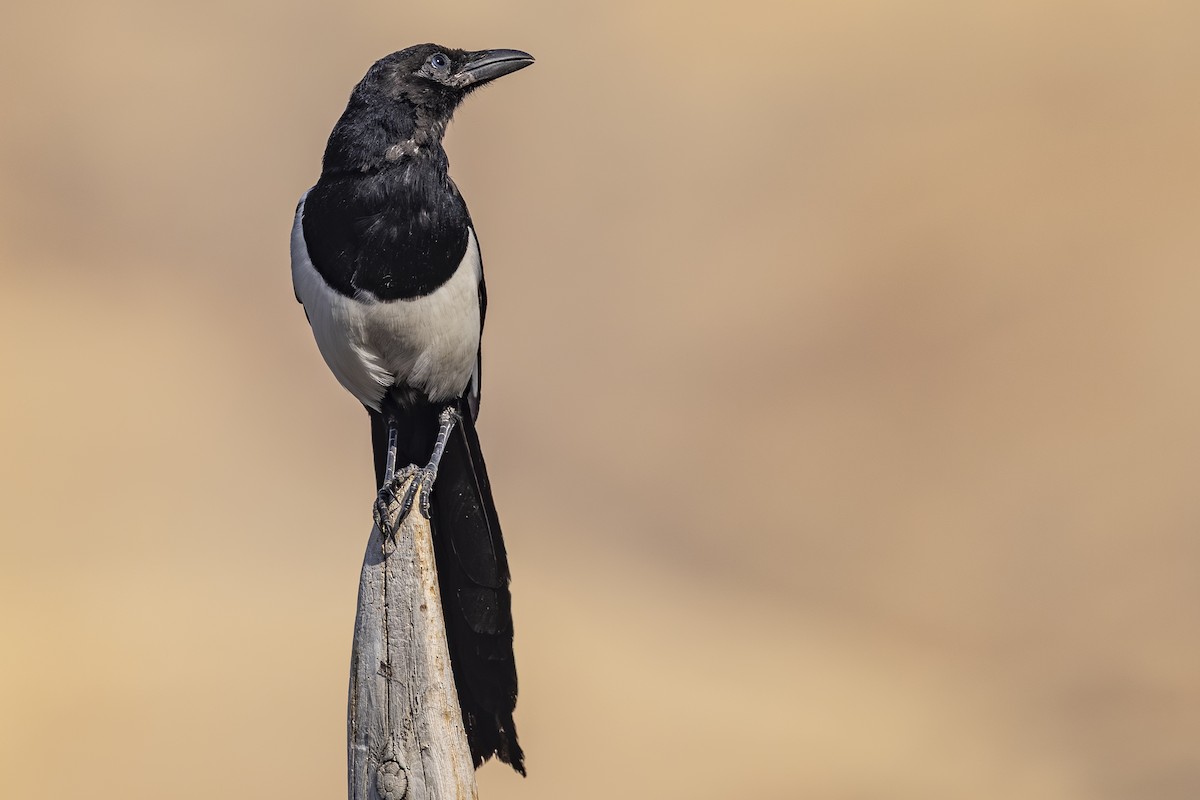 Black-billed Magpie - ML642649439