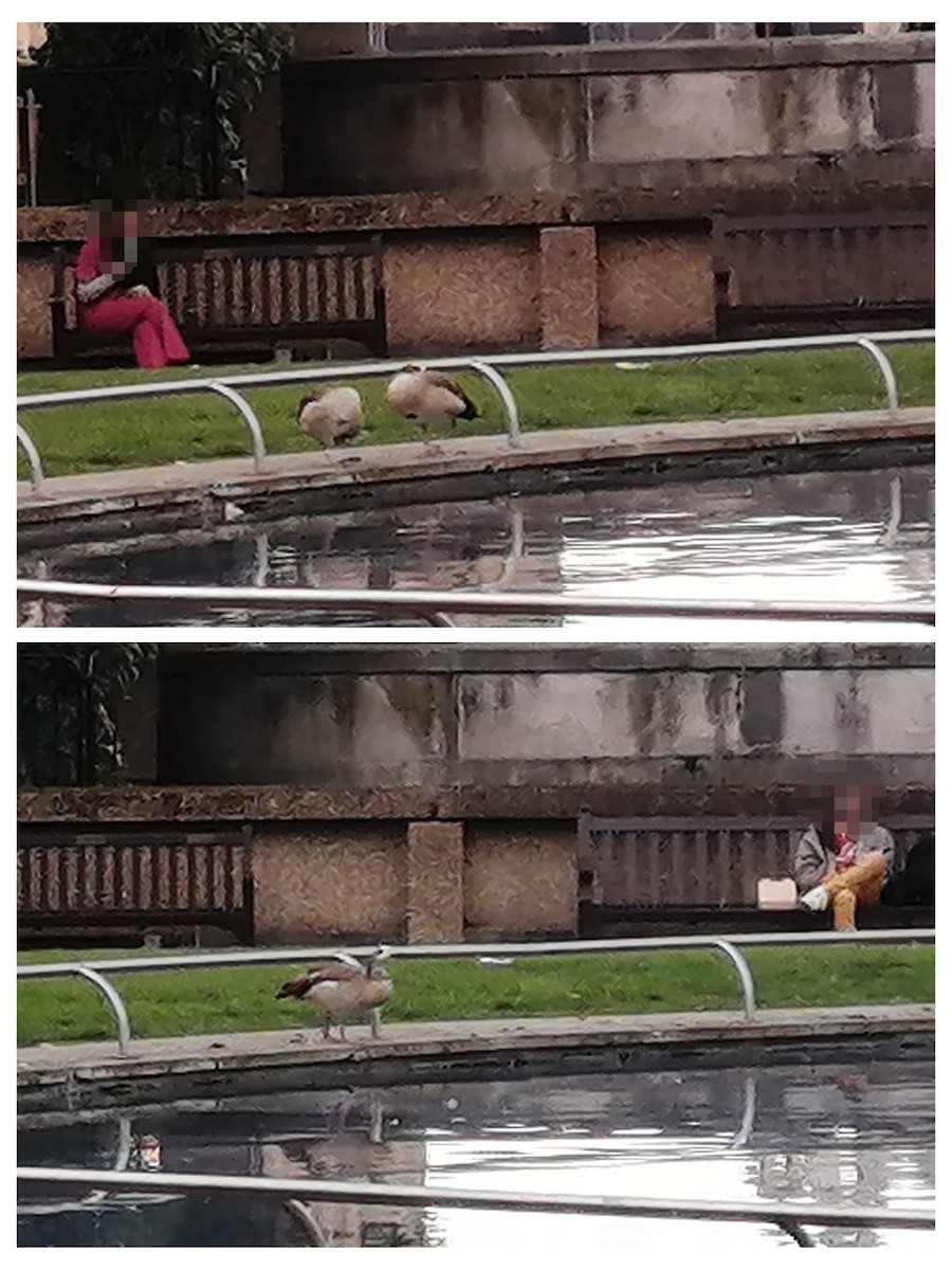 Egyptian Goose - ML642649440