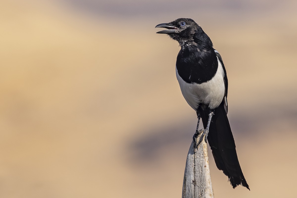 Black-billed Magpie - ML642649444