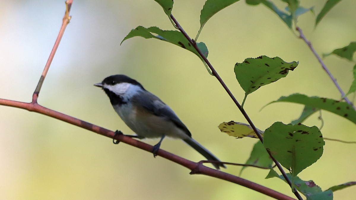 Black-capped Chickadee - ML642649445