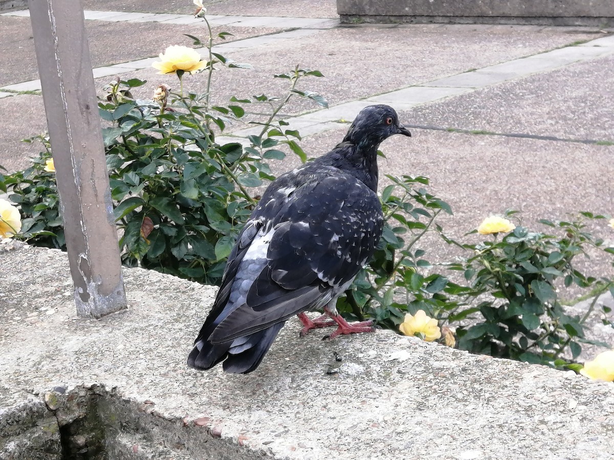 Rock Pigeon (Feral Pigeon) - ML642649448