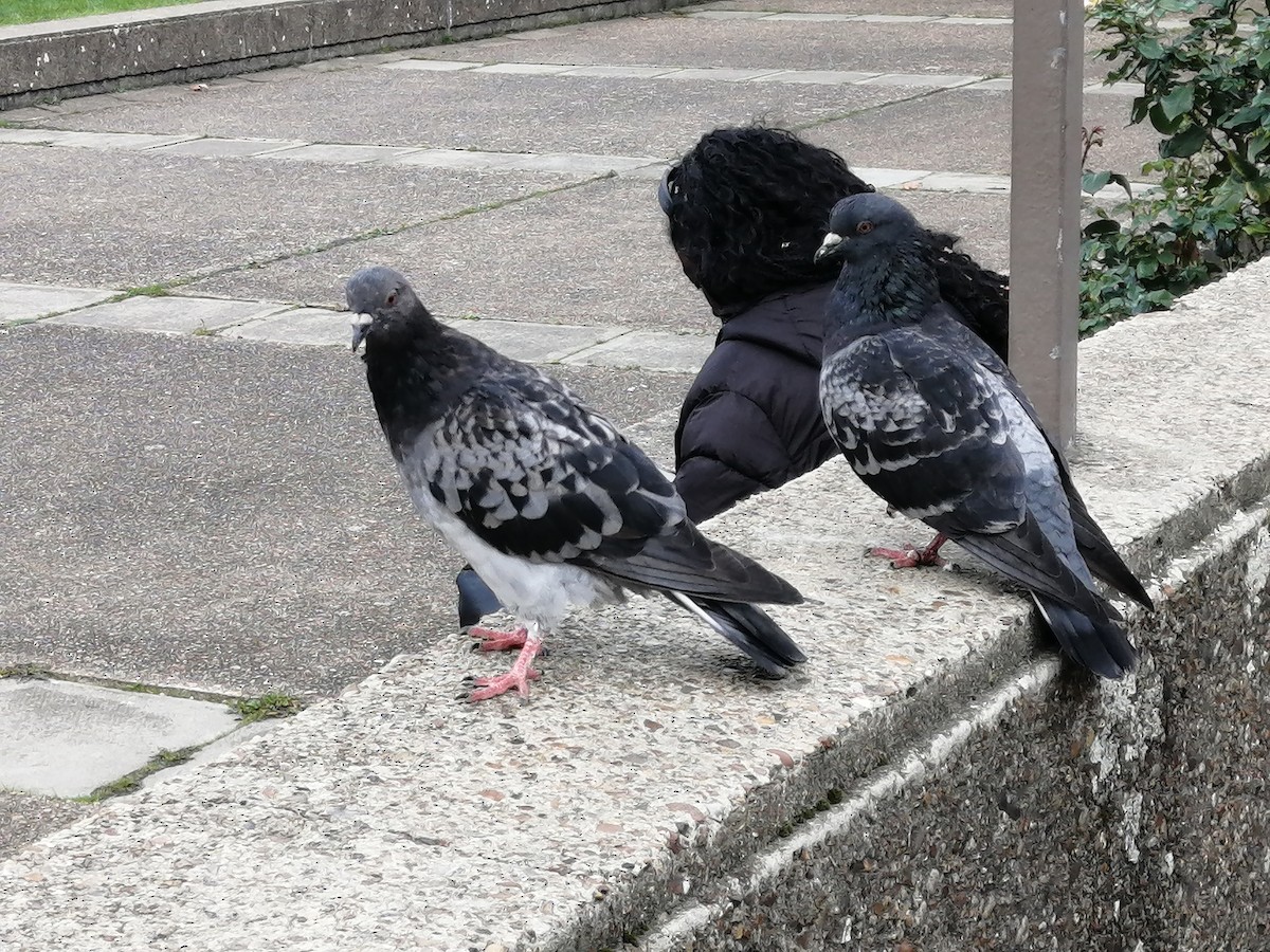 Rock Pigeon (Feral Pigeon) - ML642649449