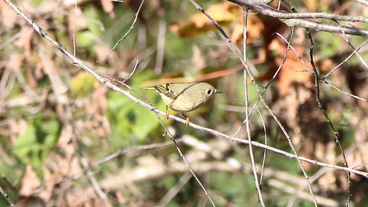 Ruby-crowned Kinglet - ML642649452
