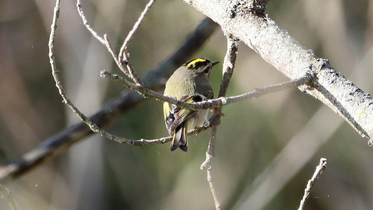 Golden-crowned Kinglet - ML642649457