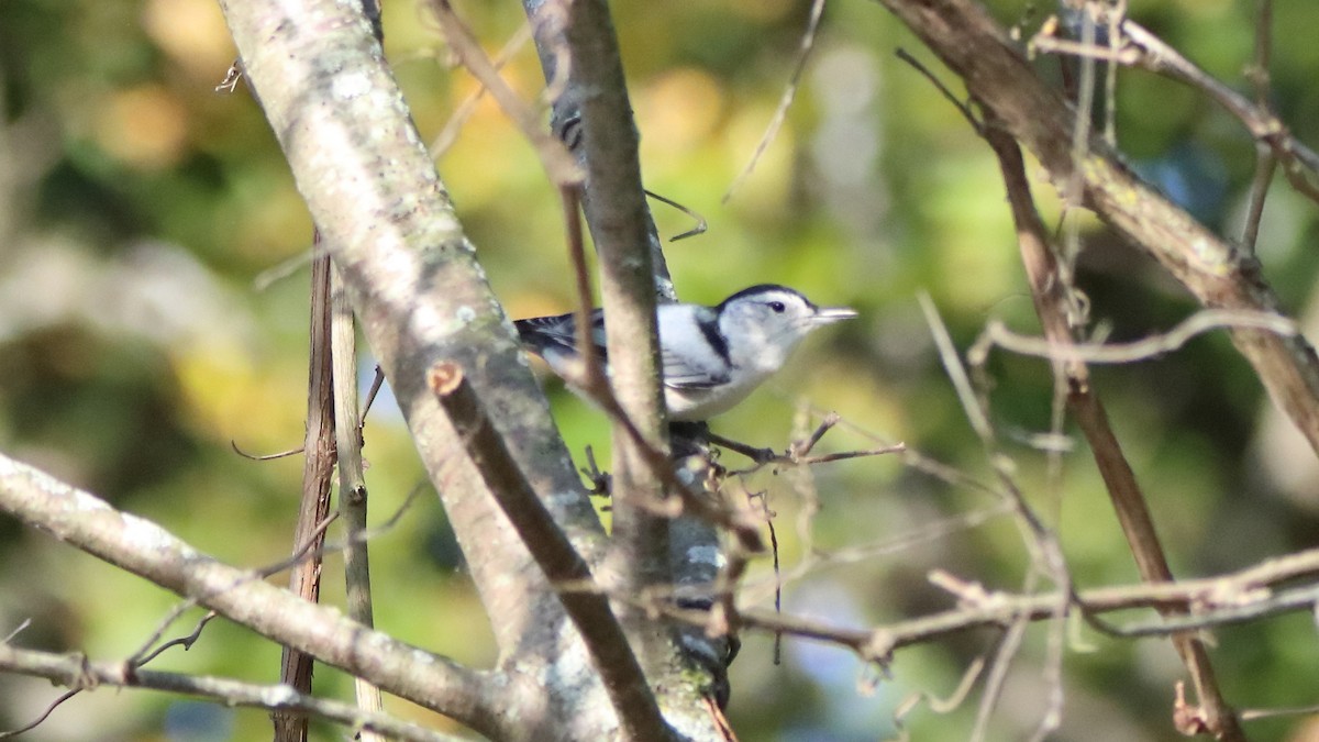 White-breasted Nuthatch - ML642649461
