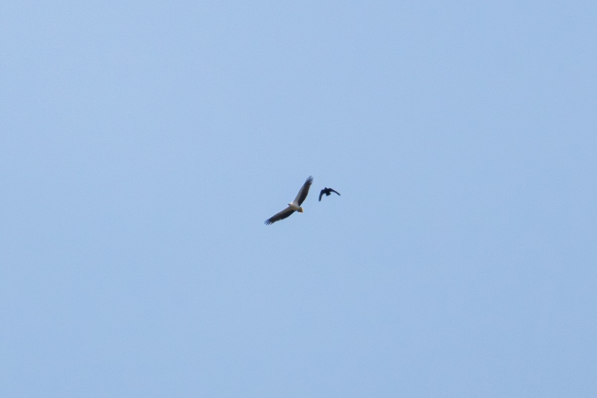 White-bellied Sea-Eagle - ML642649490
