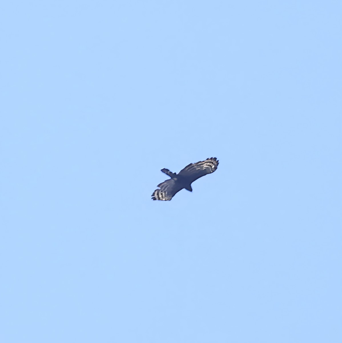 Black Hawk-Eagle - ML642649500