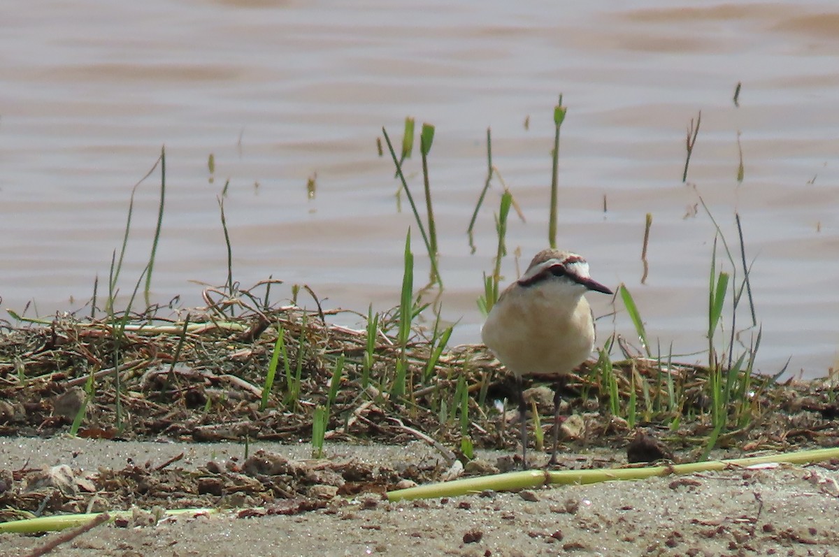 Kittlitz's Plover - ML642649502