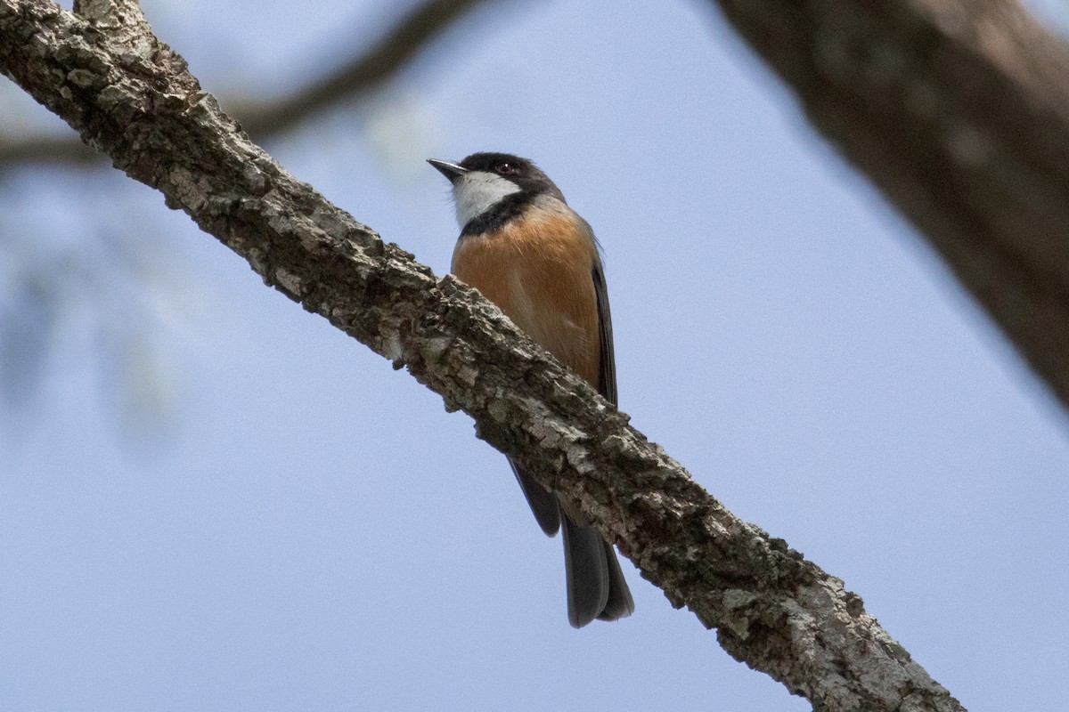 Rufous Whistler - ML642649504