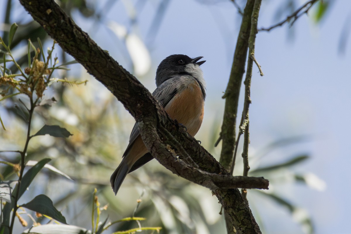 Rufous Whistler - ML642649505