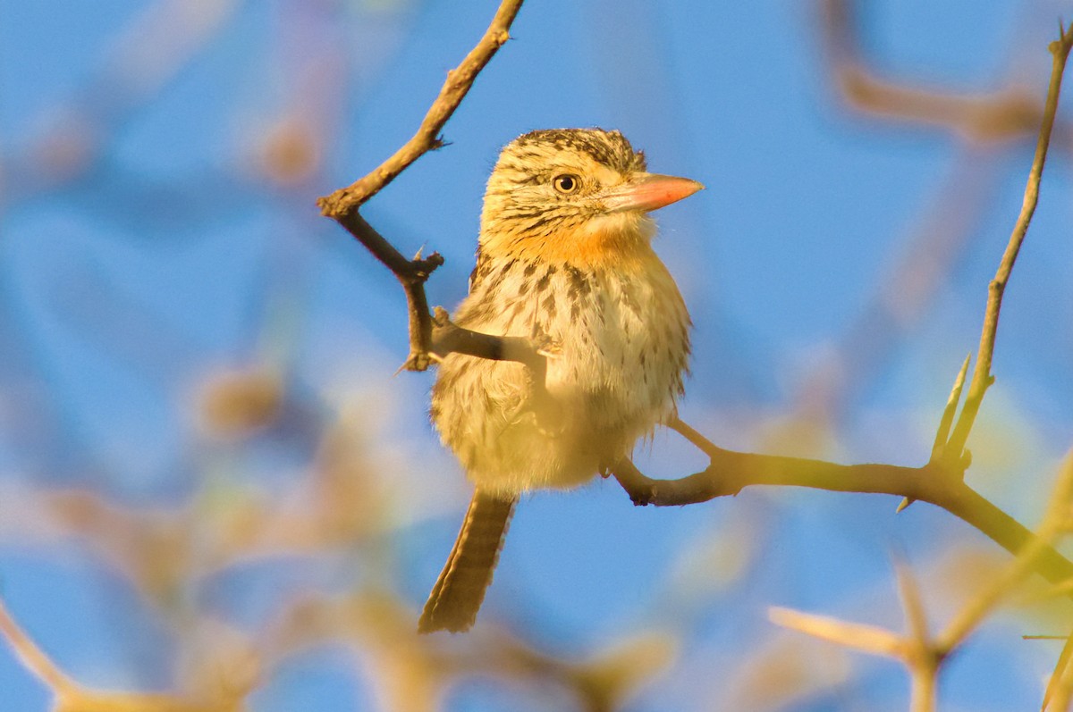 Spot-backed Puffbird - ML642649508