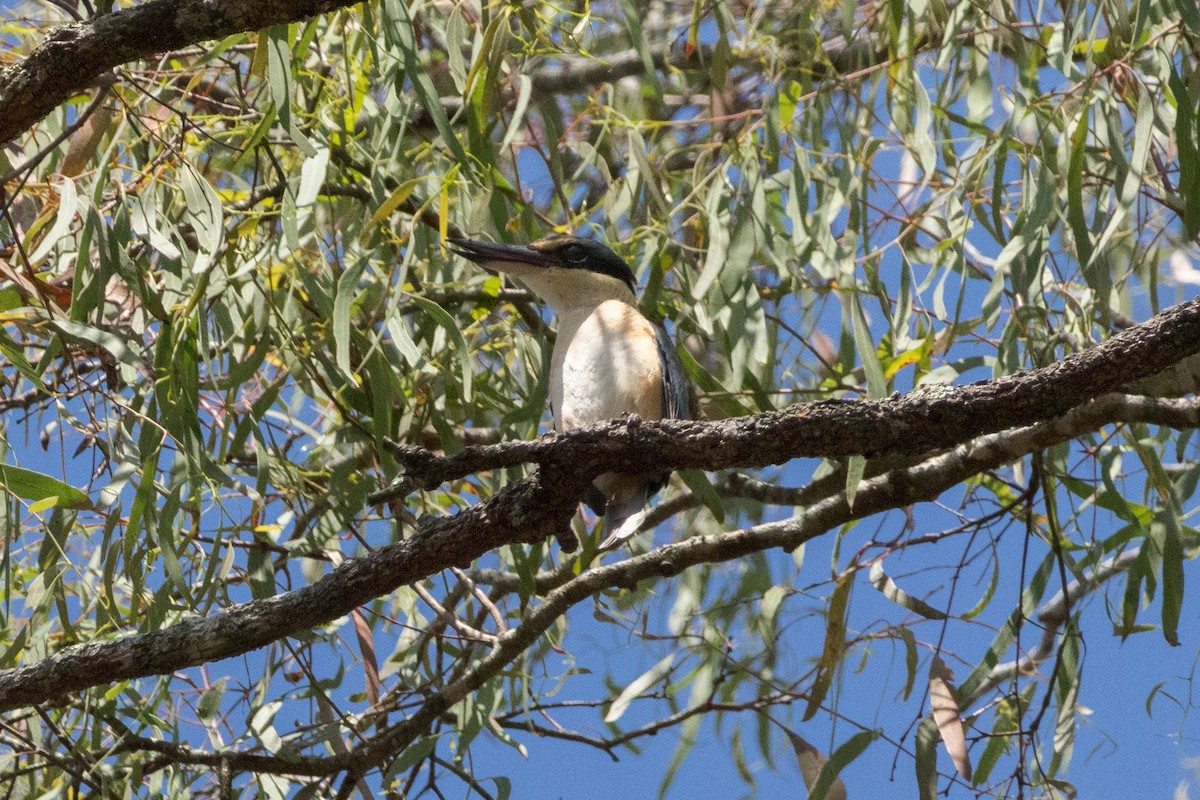 Sacred Kingfisher - ML642649518