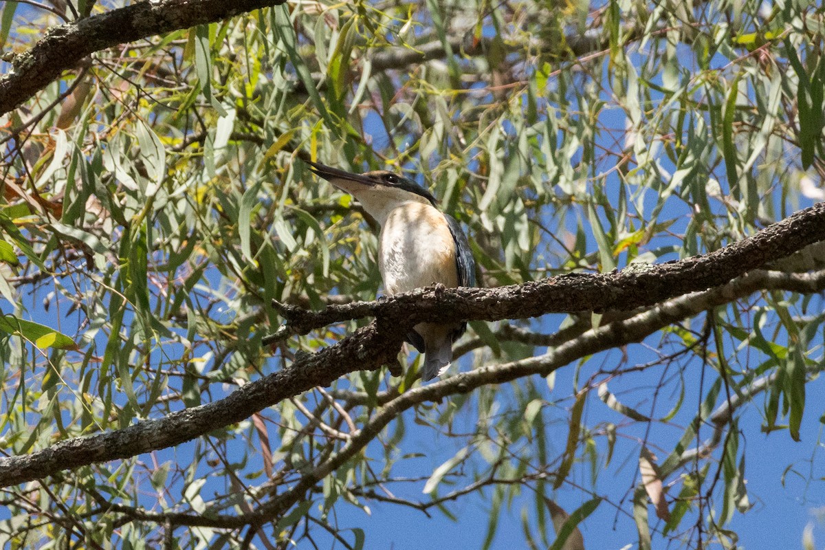 Sacred Kingfisher - ML642649519