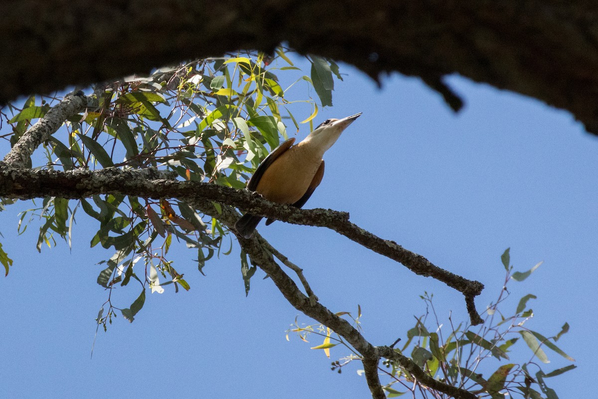 Sacred Kingfisher - ML642649520