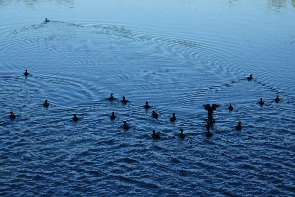 lyska černá - ML642649521