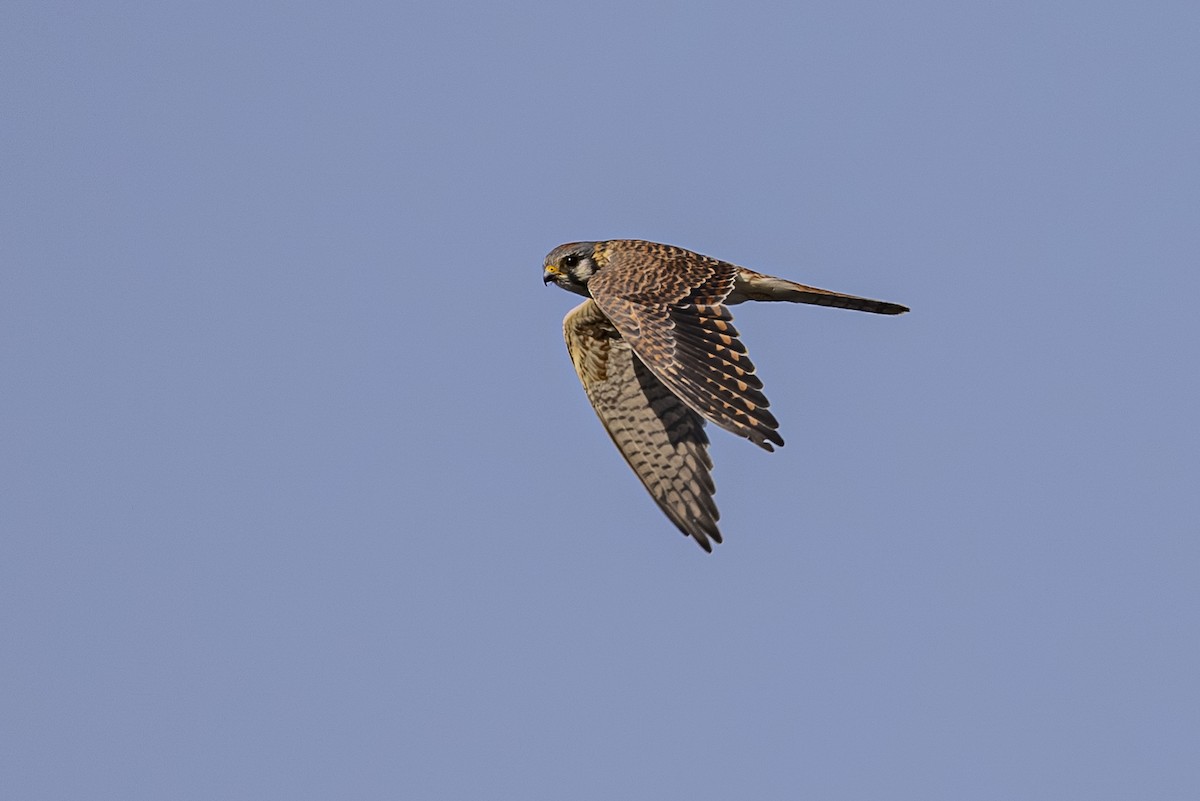 American Kestrel - ML642649528