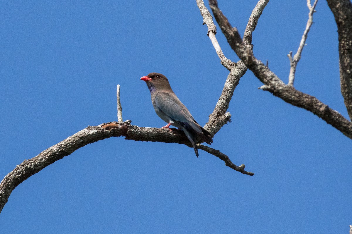 Dollarbird - ML642649530
