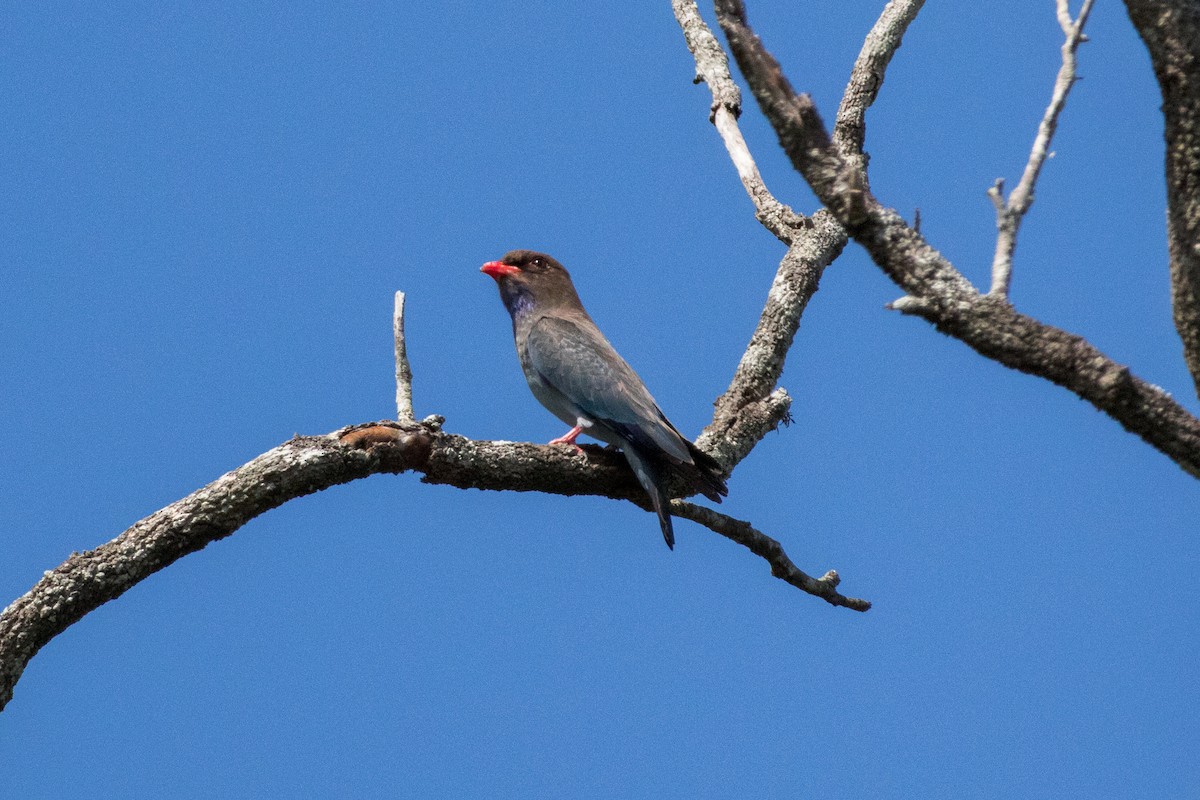 Dollarbird - ML642649531