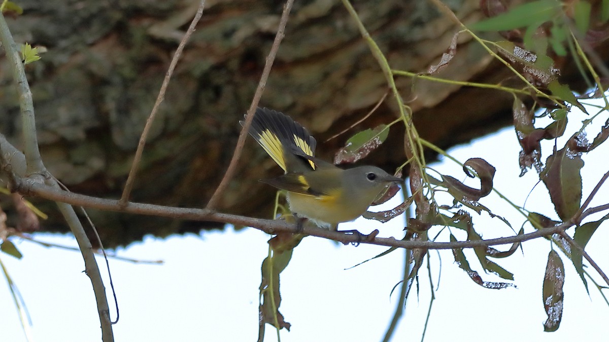 American Redstart - ML642649532