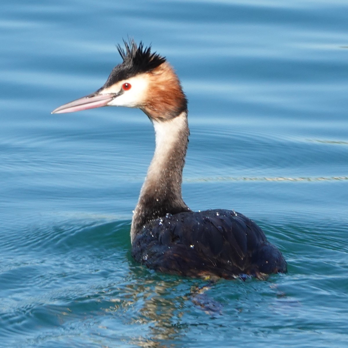 potápka roháč - ML642649533