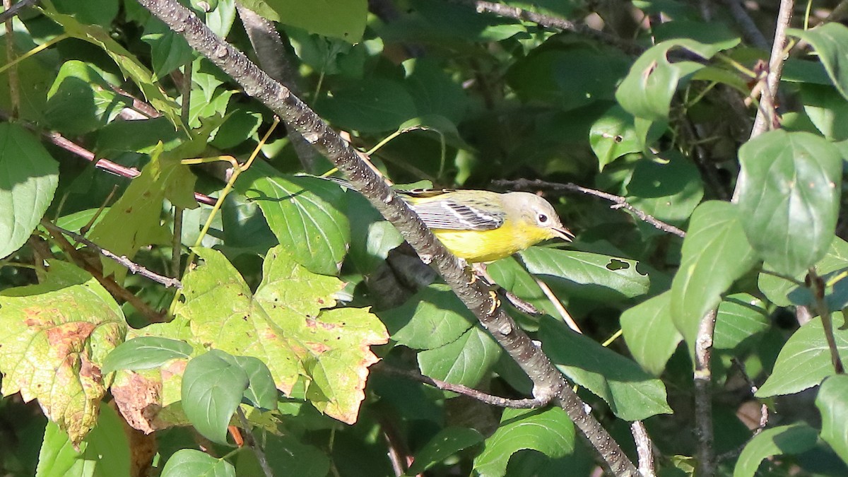 Magnolia Warbler - ML642649537