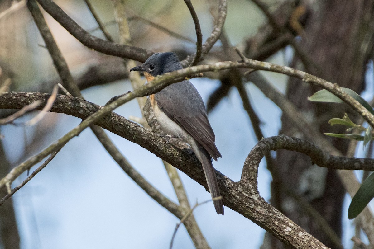 Leaden Flycatcher - ML642649538