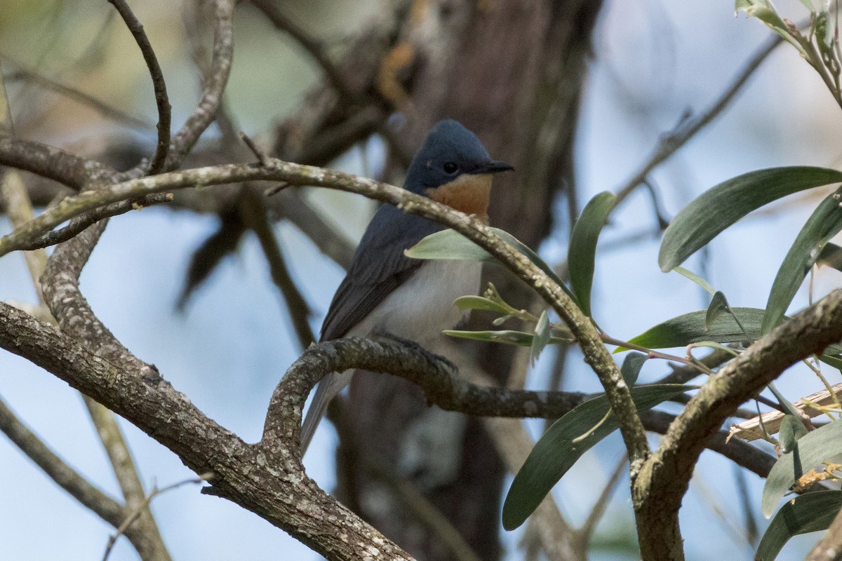 Leaden Flycatcher - ML642649539