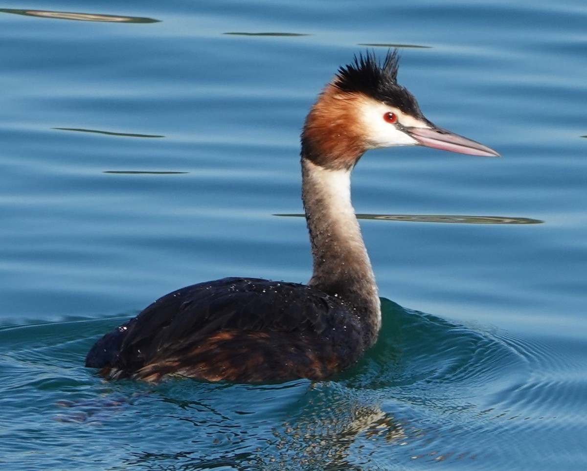 potápka roháč - ML642649540