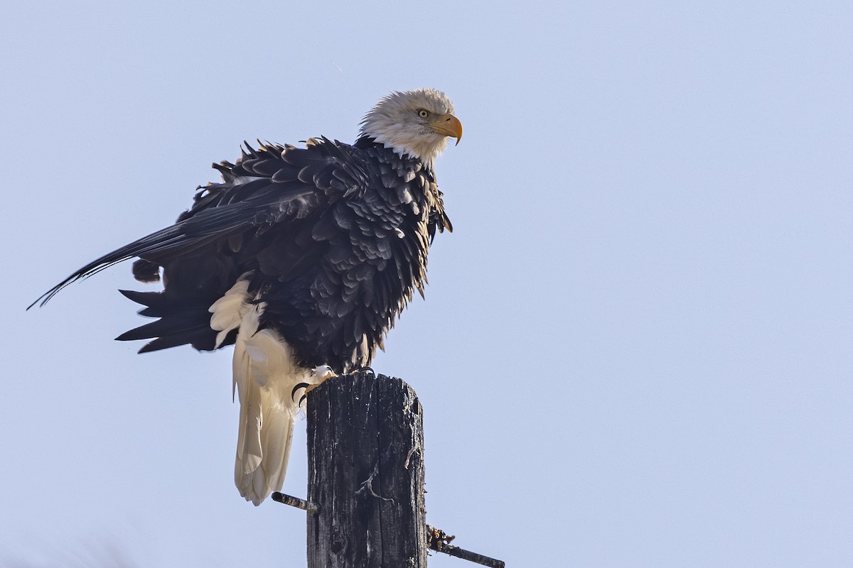 Bald Eagle - ML642649550