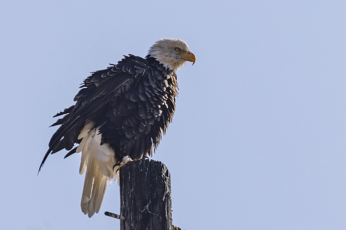 Bald Eagle - ML642649553