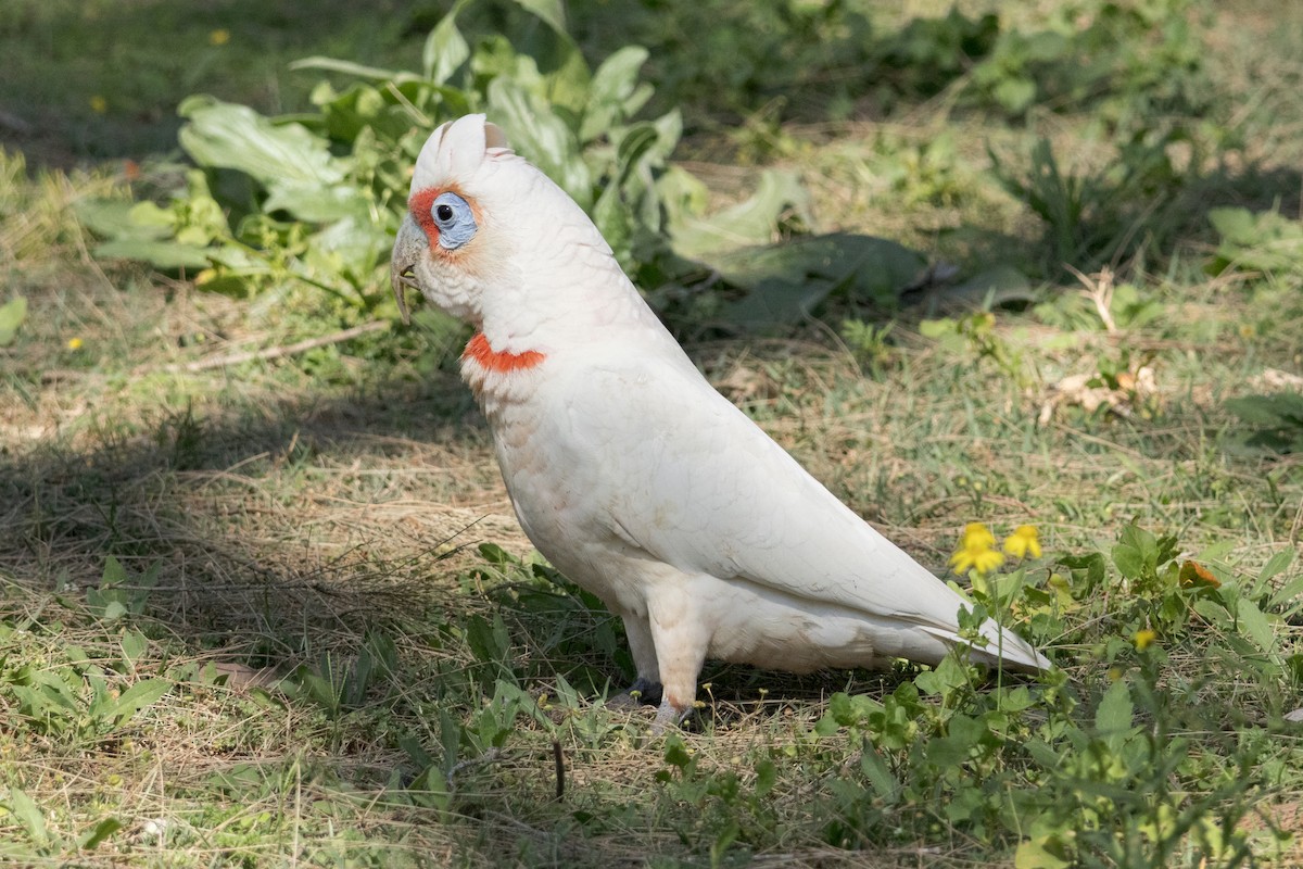 Long-billed Corella - ML642649554