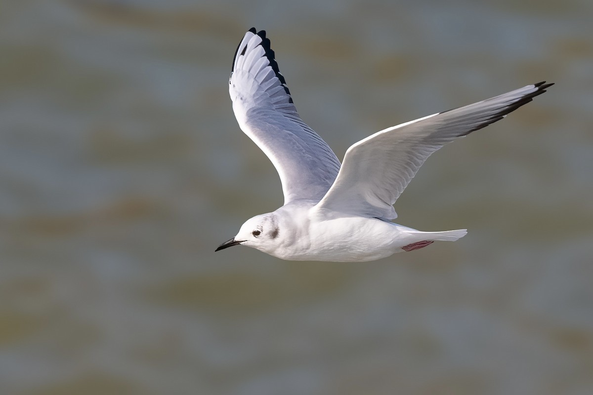 Bonaparte's Gull - ML642649563