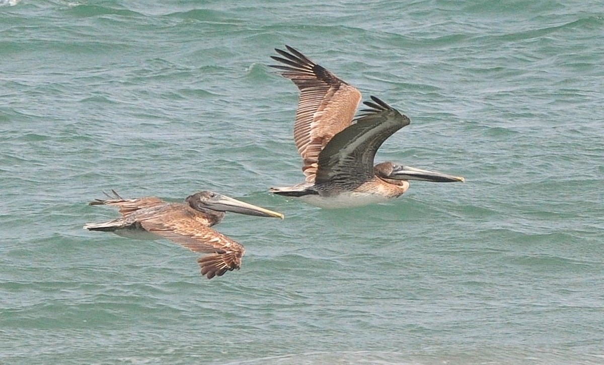 Brown Pelican (Atlantic) - ML642649579