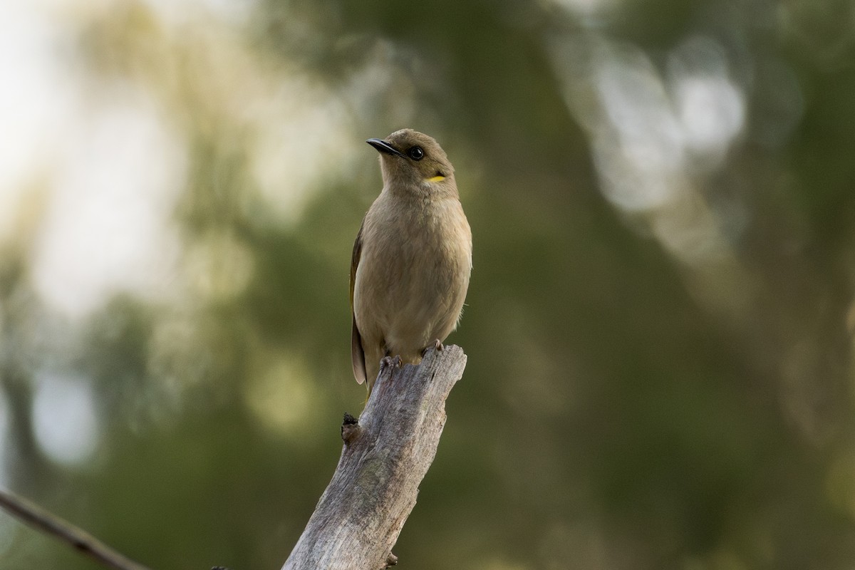Fuscous Honeyeater - ML642649584